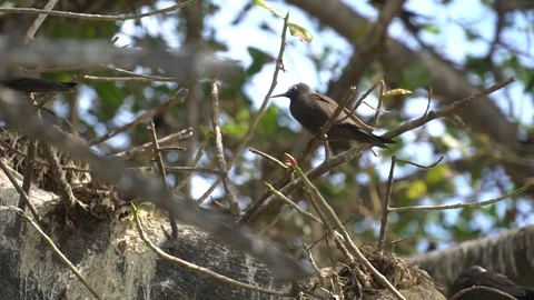 Stupid grey tern in the wild 6 Video stock 112185894