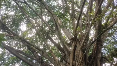 The sturdy banyan tree Stock Footage 332057922