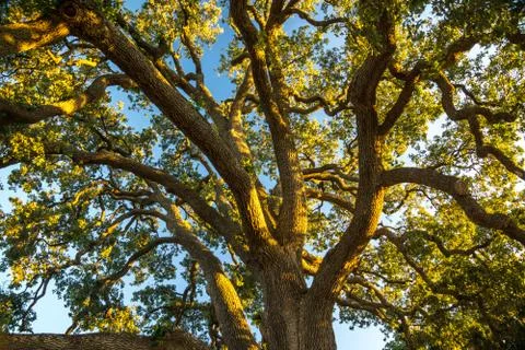 Sturdy Oak Tree at Sunset Stock Photos