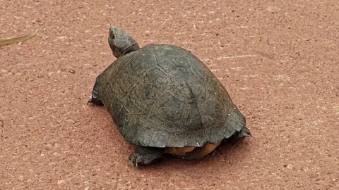 A sturdy tortoise with a textured, patterned shell. Stock Footage 305772190