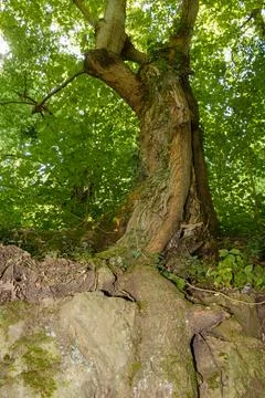 Sturdy tree with twisted trunk growing on rocky hillside in a lush green fore Stock Photos