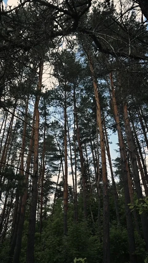 Sturdy trees stand tall in a forest, their trunks rising high. Branches and Vídeos de archivo 344440300