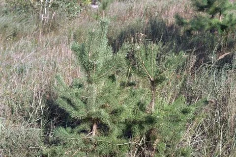 Sturdy young Scots pine. common small coniferous tree on a forest glade. Cl.. Stock Photos
