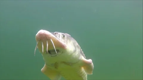 Sturgeon , Acipenser gueldenstaedtii Stock Footage 124686535