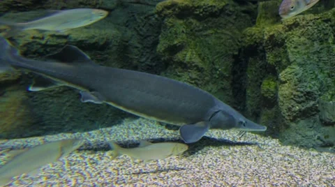 Sturgeon in the aquarium Video stock 59067235