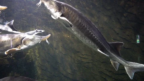Sturgeon in the aquarium Stockbeeldmateriaal 103106782