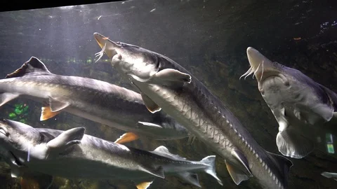 Sturgeon in the aquarium Stock-Footage 103106908