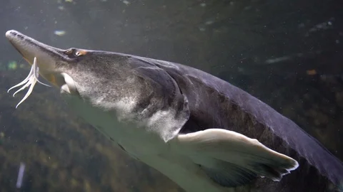 Sturgeon in the aquarium Stockbeeldmateriaal 103106950