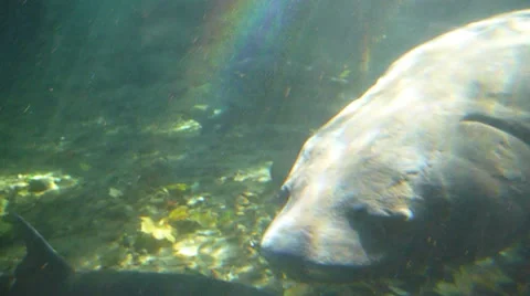 Sturgeon Close Up Stock Footage 32254850