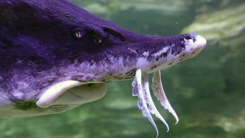Sturgeon close up 库存影片 188202139
