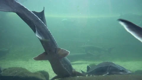 Sturgeon - Common Sturgeon Stock Footage 138715733