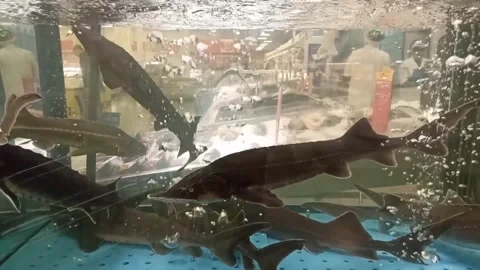 Sturgeon fish in an aquarium in a store Stock Footage 233714928