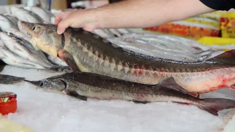 Sturgeon on fish display case. Stock Footage 205467013