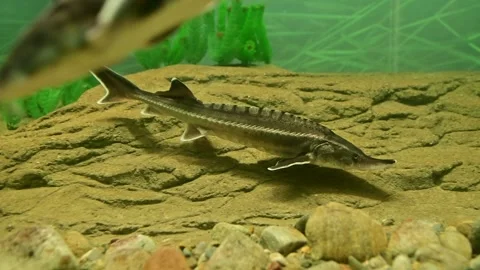 Sturgeon fish Stock Footage 162678592