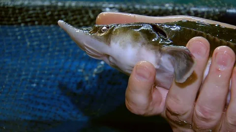 Sturgeon fish in the hands of man Stock Footage 81616840