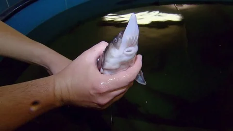 Sturgeon fish in the hands of man Stock Footage 81621230