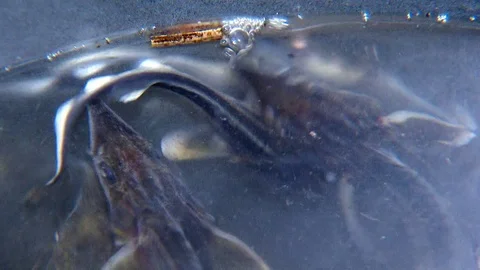 Sturgeon fish in the hands of man Stock Footage 82274950