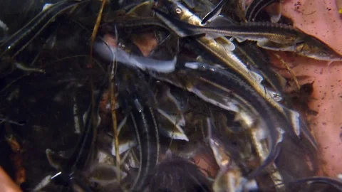 Sturgeon fish in the hands of man Stock Footage 82275082