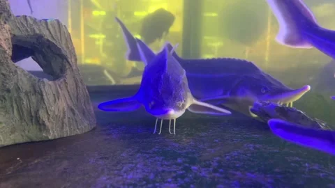Sturgeon fish HD Stock Footage 155518919
