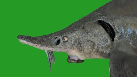 Sturgeon fish head isolated on green screen background for editing. Stock Footage 337323920
