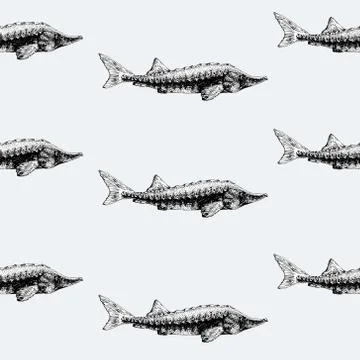 Sturgeon fish seamless pattern for restaurants, emblem, vector image. Retro.. Stock Illustration