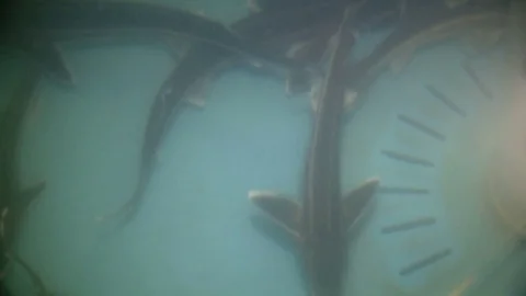 Sturgeon fish swimming in pool Stock Footage 81615508
