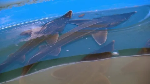 Sturgeon fish swimming in pool Stock Footage 81621637