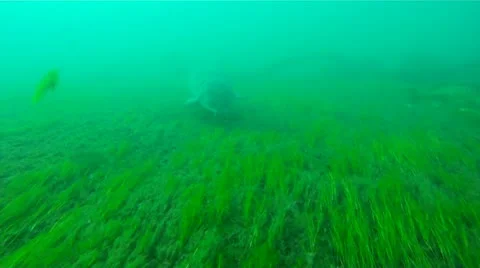 Sturgeon 库存影片 11859584