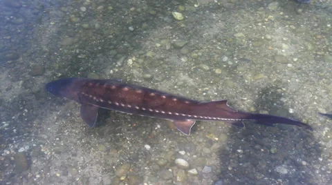 Sturgeon 動画素材 36497150