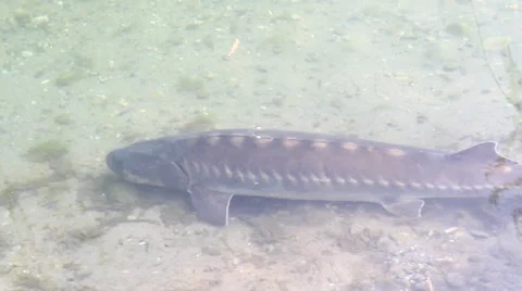 Sturgeon Stock Footage 36498448