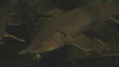 Sturgeon Stock Footage 86664922