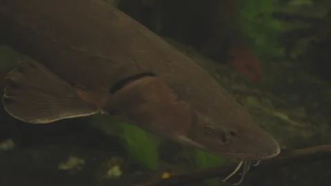 Sturgeon Stock Footage 86664999