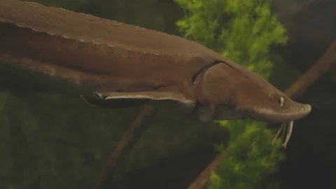 Sturgeon Stock Footage 86665005
