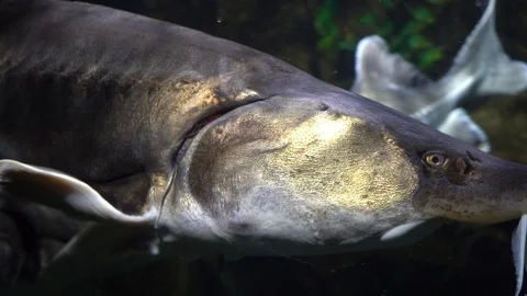 Sturgeon Видео 101343599