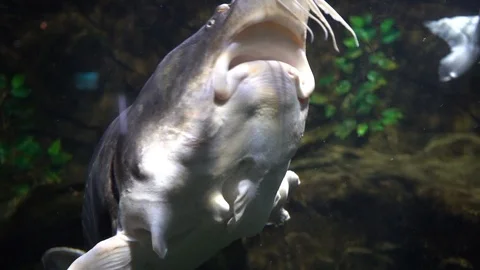 Sturgeon Stock-Footage 101343607