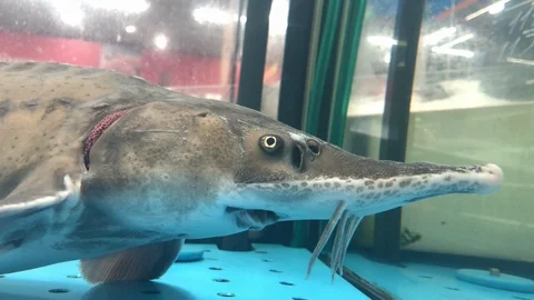 Sturgeon Stock Footage 113797352