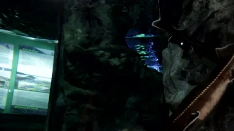 Sturgeon Stock Footage 150038000