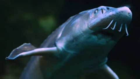 Sturgeon Stock Footage 236703402