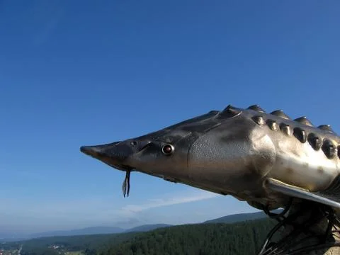 Sturgeon Foto stock