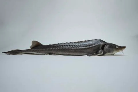 Sturgeon Stock Photos