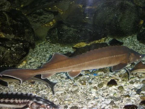 Sturgeon 库存照片