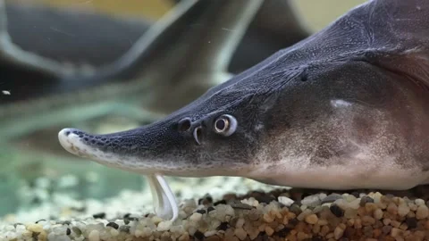 Sturgeon fish in landing net freshly caught on fish farm Stock