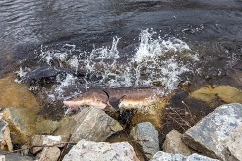 Sturgeon Spawning in the Wild Stock Photos