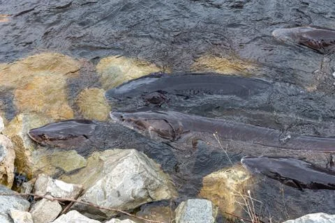 Sturgeon Spawning in the Wild Foto stock