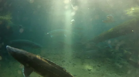 Sturgeon Swimming Stock Footage