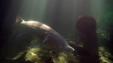 Sturgeon Swimming Stock Footage 161130973