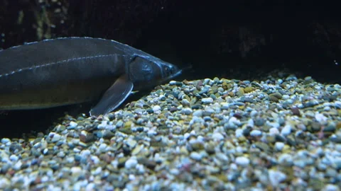 A sturgeon swimming  Stock Footage 234118997