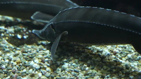 Sturgeon swimming Stock Footage 239575962
