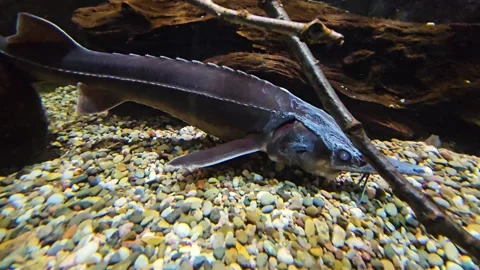 A sturgeon swimming Stock Footage 264297569