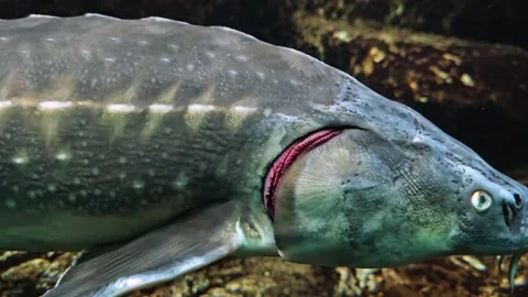 A Sturgeon swimming  Stock Footage 294397659